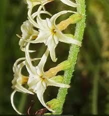Image result for Heliotropium zeylanicum