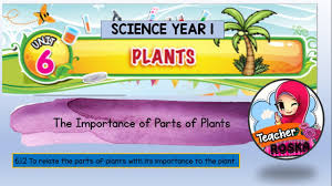 It was originally developed in 1987 by larry hornbeck of texas instruments. Science Year 1 Unit 6 Importance Of Parts Of Plants Youtube