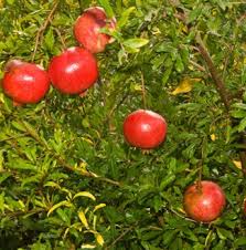 Arils are red with very small edible seeds. Punica Pomegranate At Portland Nursery And Garden Center