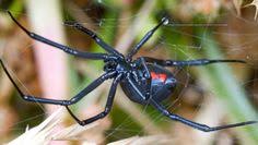 This is the typical widow spider that is. 50 Year Of The Dog Ideas Dog Years Black Widow Spider Spider Eating