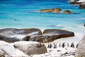 Boulders Beach In Cape Town South Africa Penguin Beach Boulder Beach Natural Scenery Scenery