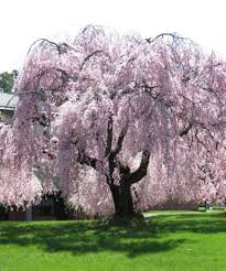 Willow oak is a member of the red oak group without lobed leaves. Willow Tree Garden Cherry Blossoms 36 New Ideas Willow Trees Garden Weeping Cherry Tree Cherry Tree Tattoos