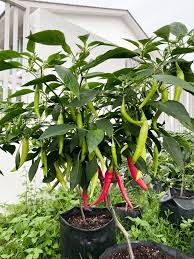 Kanopi pokok cili di mana populasi lalat putih lebih. Tip Tanam Lada Solok Supaya Berbuah Lebat Tahan Penyakit Daun Tak Kerinting Vanilla Kismis