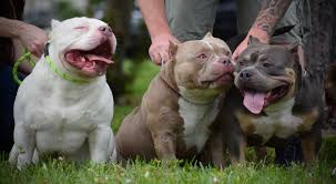 Bully Breed News Articles American Bully Exotic Bully