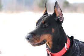 2021 satilik doberman fiyatlari panosundaki pin