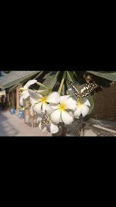 Today's guest speaker for final year Ar. Ramiz Baig along with our students  released the four lime butterflies that hatched today morning (three of  mine and one raised by Farida Ghaffar). Thank