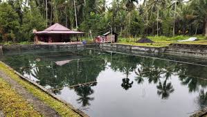 4 ikan air tawar konsumsi paling mahal di indonesia. Kolam Ikan Air Tawar Tiana Home Facebook