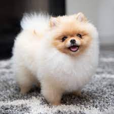 Cream Show Pomeranian Puppy Ig Blondepomeranians Pomeranian Puppy Pomeranian Dog Cute Dogs