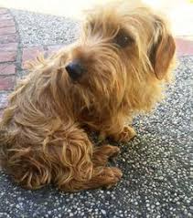 We have been breeding for 10 years now and it's been amazing to be able to bring so much joy to many families in english cream dachshunds are exquisite, affectionate, intelligent dogs. 13 Silky Wirehaired Dachshunds Ideas Dachshund Wire Haired Dachshund Dachshund Love