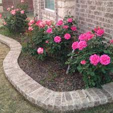 Train roses on walls, buildings, and more. Pin By Charry Prindes On For The House Landscaping With Roses Rose Garden Landscape Shade Landscaping