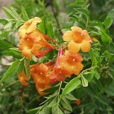 Image result for Tecoma