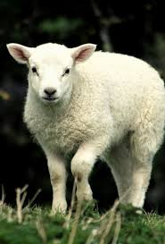 Hidden In My Heart Cute Sheep Happy Animals Sheep And Lamb