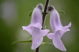 Image result for Ceratotheca triloba