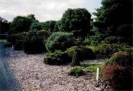 Companion planting for attracting good insects. Jars V48n3 New Companion Plants Classy Connecticut Conifers
