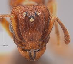 Image result for Aneilema termitarium