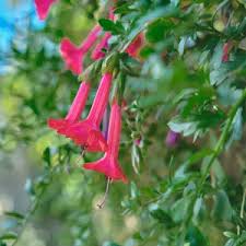 Image result for Cantua