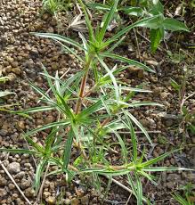 Image result for Spermacoce deserti