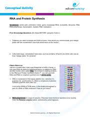 Biology chapter 12 rna protein synthesis answers to diagnostic test. Rnaproteinsynthesis Pdf Name Date Student Exploration Rna And Protein Synthesis Vocabulary Amino Acid Anticodon Codon Gene Messenger Rna Nucleotide Course Hero