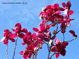 Magnolia virginia 'vulcan' is a superb unusual purple/pink flowering mangolia. About Garden Design Magnolia Vulcan