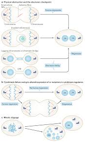 Check spelling or type a new query. Cytokinesis Defects And Cancer Nature Reviews Cancer