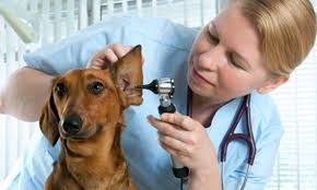 We did not find results for: Veterinary Insurance Services Vet Insurance The Hartford