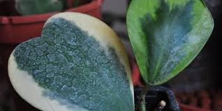 Hoya Kerrii Care Guide How To Maintain Your Hoya Kerrii Plant Organize With Sandy
