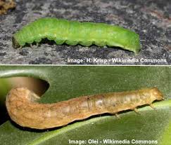 Are you searching for green caterpillar png images or vector? 31 Types Of Green Caterpillars With Identification Guide And Pictures