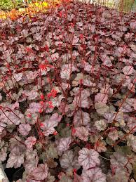 Which Plants Will You Add To Your Garden Plantagogo Blog Heuchera tokyo provides the garden with a tremendous summer accent for the shade. which plants will you add to your