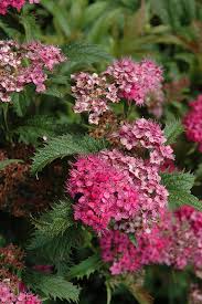 Image result for Spiraea bumalda