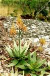 Image result for Aloe luapulana