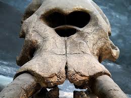 The elephant skull insperation is there, not unlike the cyclopes in dragon's dogma but i always loved the clash of the titans cyclops with the horn on his head. The Earth Story Pygmy Mammoths Cyclops And Greek Mythology Many