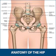 Hold your arms straight out in front of you at chest level. Total Hip Replacement Anterior Approach Florida Orthopaedic Institute