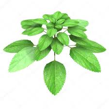 Image result for Acalypha fruticosa