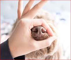 Get more info like age, biography, family, affairs, height, weight, wiki, facts & latest news etc. Snoot Challenge Susse Hunde Im Internet