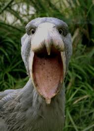 Creepy Bird With Big Mouth Shoebill Stork Yikes Balaeniceps Rex C Zdenek Chalupa I Couldn T Resist These Pre Historic Looking Birds Never Cease T Shoebill Scary Birds Shoebill Stork