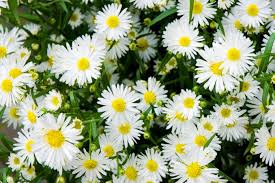 Le foglie della gerbera, setose al tatto, sono dapprima la gerbera jamesonii è chiamata anche margherita del transvaal e margherita di barberton, a da. Coldiretti Bianche O Colorate Sono Le Margherite Le Vere Protagoniste Primaverili Della Piana Di Albenga 104 News