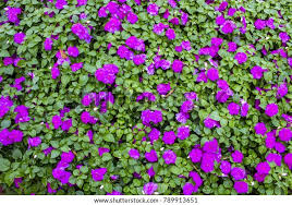 Image result for Impatiens wallerana