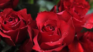 Flowers from $19.99 · sitewide sale · delivery today Sumner County Obituaries