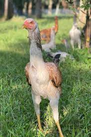 Stay in the know with automatic order status updates, including tracking, reminders, and more! Malay Chicken Eggs Height Size And Raising Tips