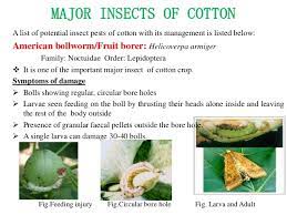 Indian cotton scenario 3.1 indian cotton production 3.2 indian cotton export and import trade flow. Major Insect Of Cotton