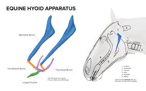 Image result for Hyoid Bone