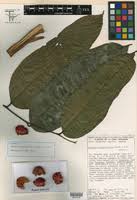 Image result for Surianaceae