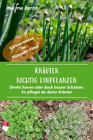 Ist es sehr heiß, sollte man insbesondere balkonkräuter zwei mal pro tag gießen. Krauter Im Garten In 2020 Hochbeet Pflanzen Garten Anpflanzen Krauter