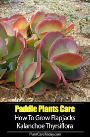 Paddle Plant Kalanchoe Thyrsiflora Attractive Colorful Round Large Fleshy Stalkless Grayish Green Leaves Red Margins Fo Paddle Plant Plant Care Plants