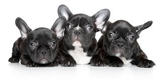 Find 620 french bulldogs puppies & dogs for sale uk at the uk's largest independent free classifieds site. 1 French Bulldog Puppies For Sale In Houston Tx Uptown