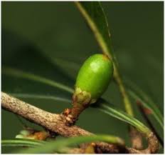 Image result for Olea chimanimani