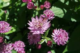 Image result for Astrantia majon `Abbey Road`