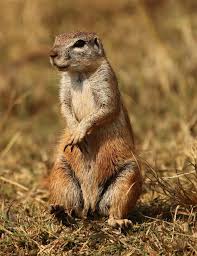 Image result for Cynomys gunnisoni obrázek