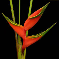 Check spelling or type a new query. Order Tropical Flowers From Hawaii Gecko Farms Hawaii Leis Fresh Tropical Flowers