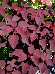 Image result for Euphorbia cotinifolia